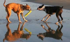 Pet Friendly Accommodation Happy Pet Gallery Dog friendly accommodation beach houses and dog friendly beaches means holidaying with dogs!