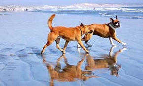 Pet Friendly Accommodation Happy Pet Gallery Dog friendly accommodation beach houses and dog friendly beaches means holidaying with dogs!