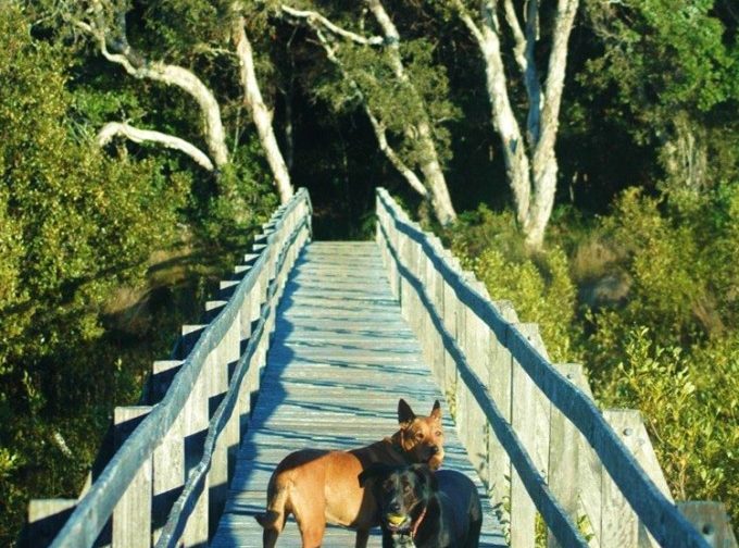 On the way to the dog friendly beaches at Sanctuary Bush to Beach House. A pet friendly accommodation beach house with dog friendly beaches for your holiday at Nambucca Heads near Valla Beach, Mid North Coast NSW 