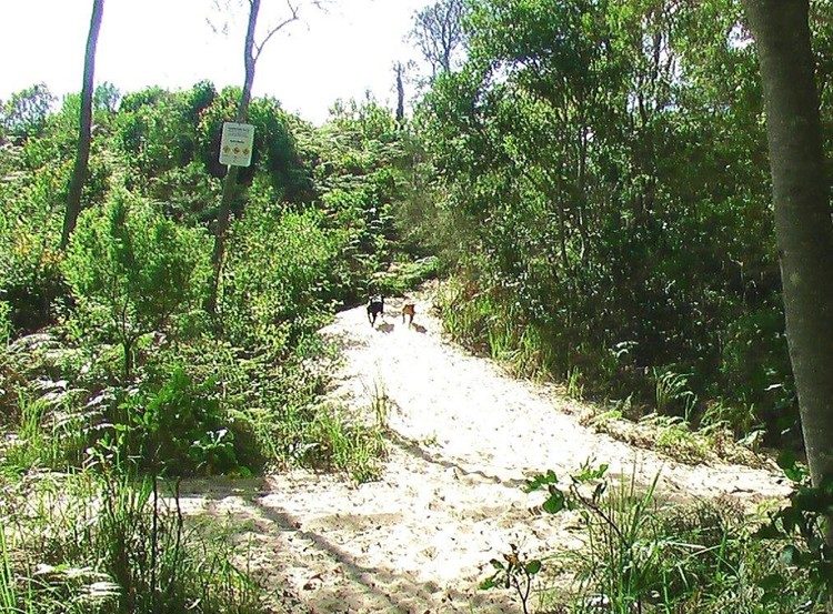 Just over the dune to the dog friendly beaches at Sanctuary Bush to Beach House. A pet friendly accommodation beach house with dog friendly beaches for your holiday at Nambucca Heads near Valla Beach, Mid North Coast NSW 